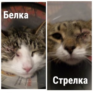 Кошки после операции