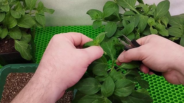 Черенкование петунии.