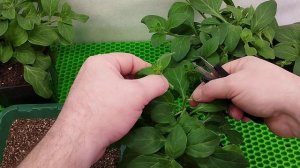 Черенкование петунии.