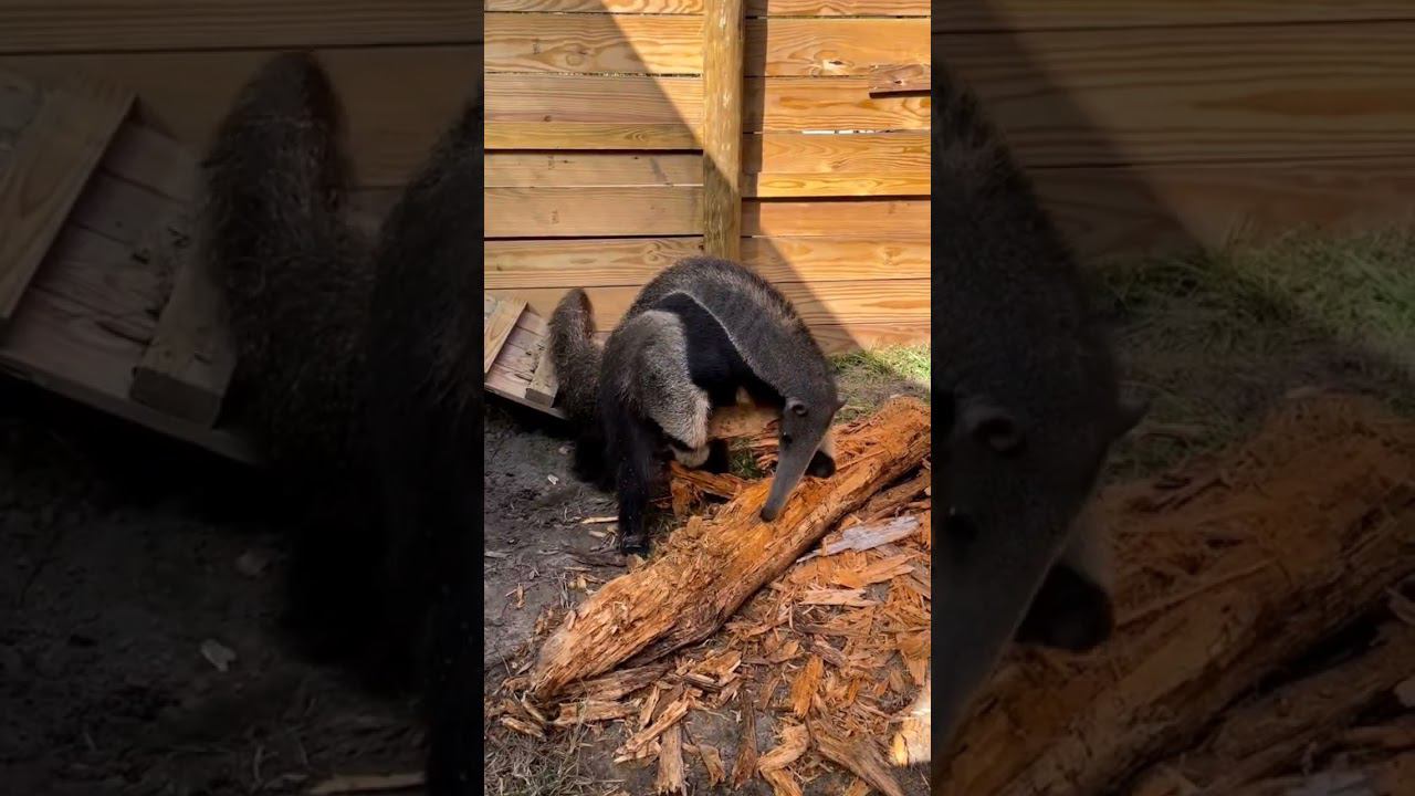 собака - не собака, кот - не кот смотреть онлайн