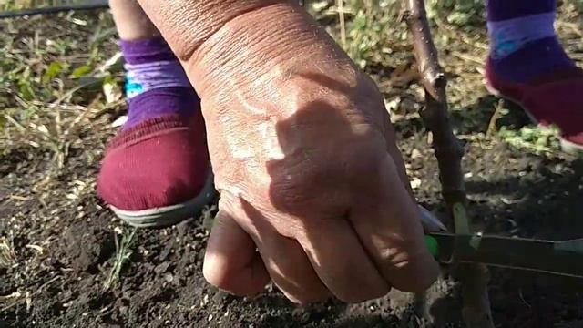 КАК ОКУЛИРОВАТЬ ЯБЛОНЮ НА ПОДВОЙ 62-396 смотреть онлайн