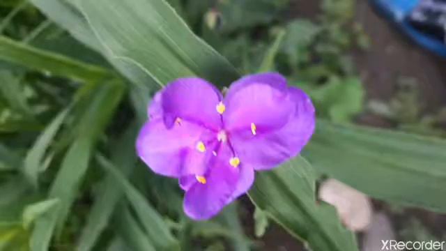 "Зеленые цветы" Н.Рубцов смотреть онлайн