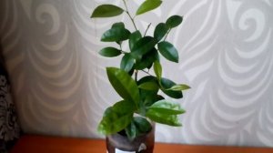 Крупноплодный мандарин, еще один экземпляр из моей коллекции цитрусовых,
