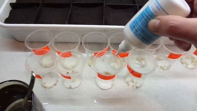 ОБРАБАТЫВАЮ СЕМЕНА ПЕРЦА ПЕРЕД ПОСЕВОМ ПЕРЕКИСЬЮ ВОДОРОДА. Ольга Чернова. смотреть онлайн