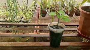 BOUGAINVILLEA 3 INCHES CUTTINGS PROPAGATION TECHNIQUE [ Part 2 ]