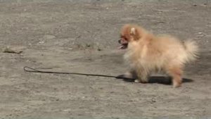 Происхождение померанских шпицев