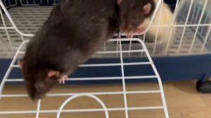 Обзор большой клетки для крыс. Плюсы и минусы. #rat #крысы #клетка