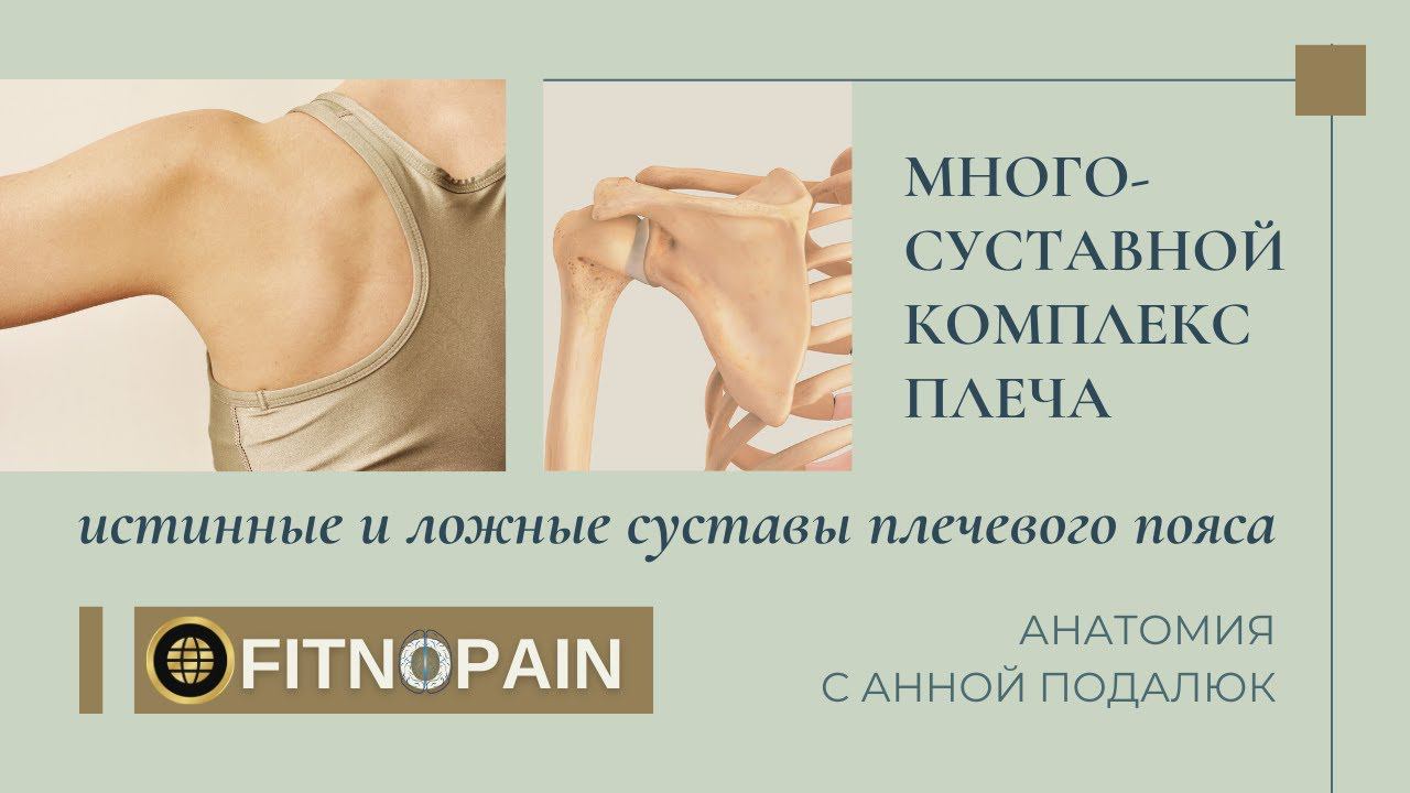 Суставы плечевого пояса #анатомия #плечо #методика #фитнес #физиология #суставы #лопатка #shorts