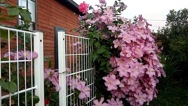 Не только розы...Клематисы,хосты,лилейники в саду смотреть онлайн