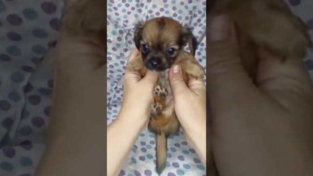 Long-haired chihuahua puppy./ Длинношерстный щенок чихуахуа.