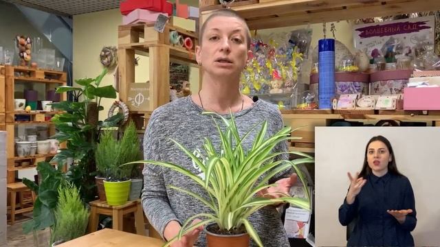 Комнатное растение Хлорофитум { СУРДОПЕРЕВОД } Вся правда об этом зеленом красавце смотреть онлайн