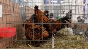 Выставка отечественных пород кур 2019. Павловская и Сибирская мохноножка