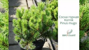 Хвойные растения, хвойные деревья, хвойные кустарники, хвойные растения в ландшафтном дизайне