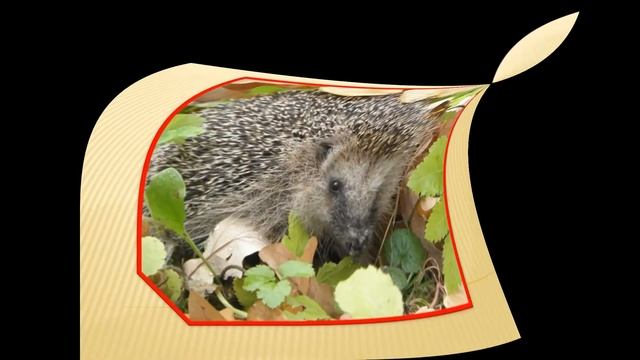 Как звери к зиме готовятся смотреть онлайн