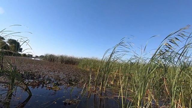 ОХОТА на УТКУ. Первые УТКИ 2020 года. смотреть онлайн