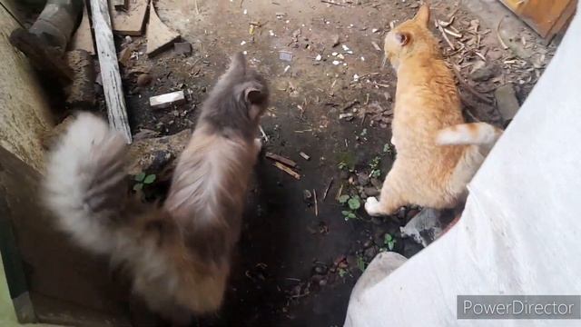 50 оттенков серого))/Даю Это курочкам!//Кто у нас появился? // Ну очень большая)