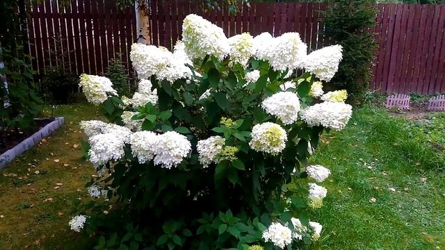 ГОРТЕНЗИЯ- МЕТЕЛЬЧАТАЯ И ДРЕВОВИДНАЯ/ОТЛИЧИЯ И СХОДСТВО/ОБЗОР смотреть онлайн