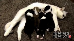 Кошка-героиня и ее приемная дочь чихуахуа. Видели видео? Фрагмент выпуска от 27.09.2020