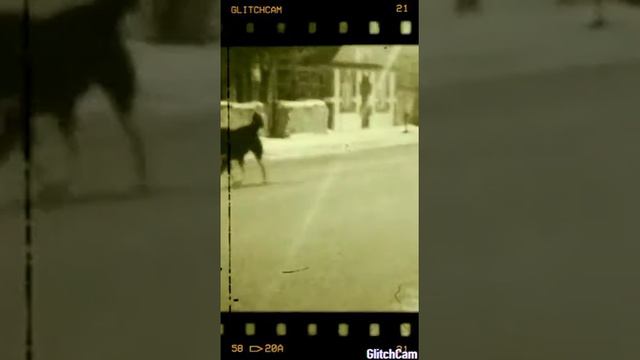 Алабай щенок породы смотреть онлайн