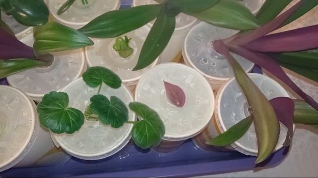 Найкращий момент 58:35 – 1:03:34 із трансляції Рукоділля з Nilena Sans Квіти Розсада