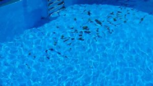 Добавил в бассейн воды из речки с илом и грязью.