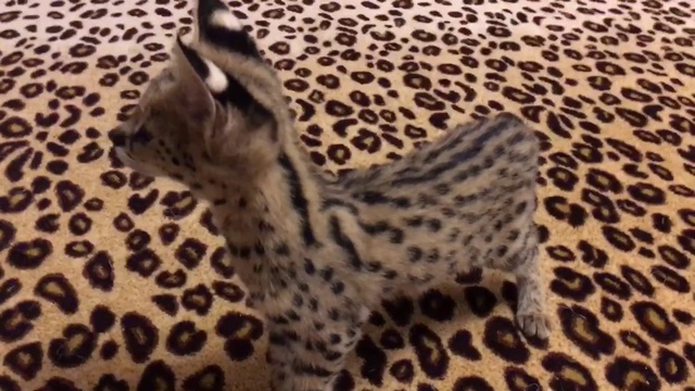 Котёнок Сервал Девочка. Питомник SoulCats  смотреть онлайн