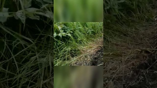 Неуловимая и самая маленькая редкая свинка размером с кошку? Карликовая свинья смотреть онлайн