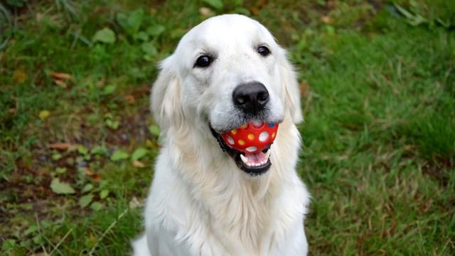 GOLDEN RETRIEVER VS LABRADOR - Comparação entre as raças смотреть онлайн