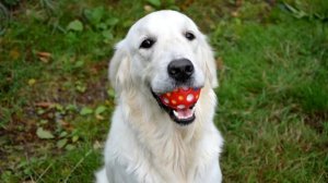 GOLDEN RETRIEVER VS LABRADOR - Comparação entre as raças
