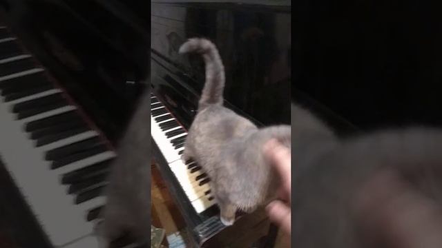 Кошачий вальс смотреть онлайн