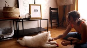 ДРЕССИРОВКА ЩЕНКА за 5 минут!