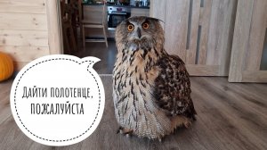 Сова Ёль отметила начало весны намоканием под дождём и ушла сохнуть в дом. Всех птиц напугал ястреб