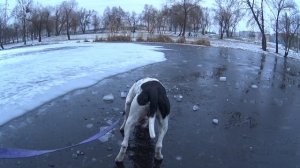 С собакой на прогулке / Амстафф 1 год / гладкошерстные собаки