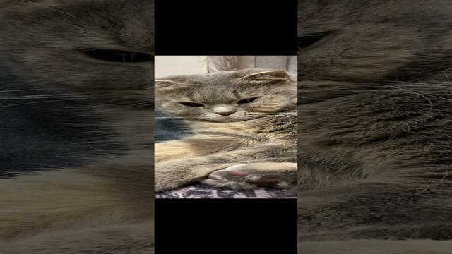 Пуша отдыхает / Pusha is resting