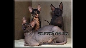 Самые популярные породы кошек The most popular breeds of cats