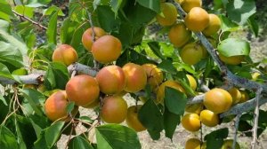 Абрикос на 25.06.2023. Перспективні сорти абрикоса.