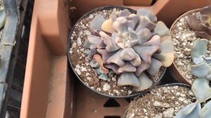 Conseguí nuevas Echeveria asiáticas, varias muy raras en México