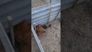 Индюки Хайбрид Конвертер (Hybrid Converter) в 2 месяца, совместное содержание.