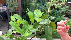 Пятна на листьях, почему, от чего, как избавится