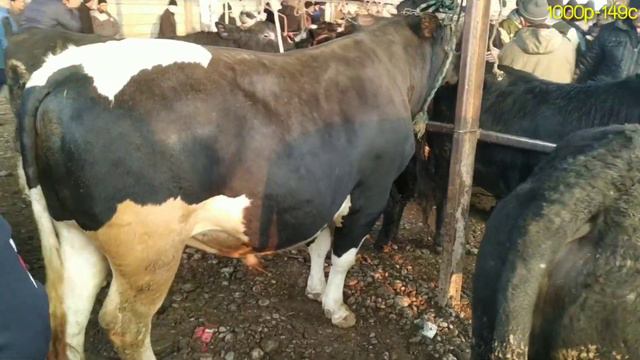 Молбозори Гулакандоз Пайшанба Новвослар ва Бокма Новвослар Нархлари.Нархлар Баланд.4.02.2021.