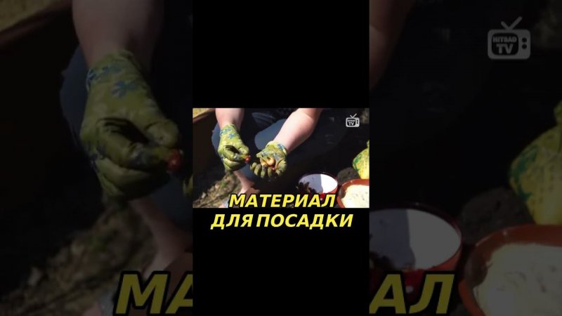 Как выбрать лучший посадочный материал для лука на головку