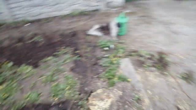 Как правильно садить живую изгородь. БИРЮЧИНУ своими руками смотреть онлайн