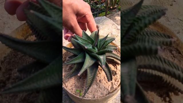 Haworthia limifolia flower (succulent) .