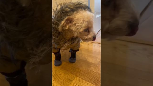 Той пудель/одежды для собаки на зиму/ смотреть онлайн