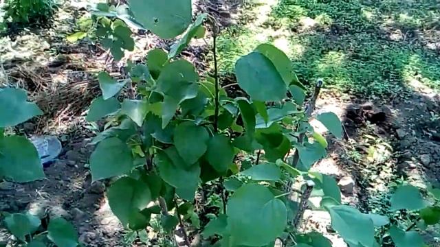 Абрикос  Ананасный.Apricot Pineapple.Сад#О-город