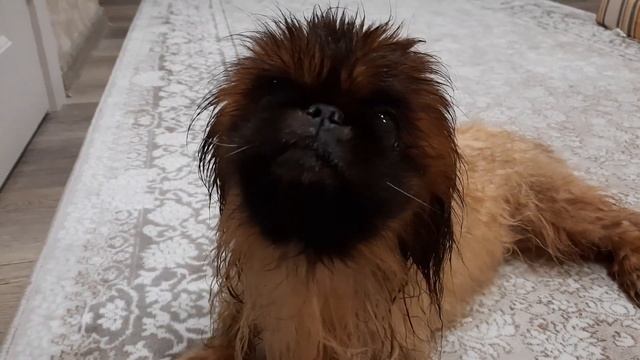 ПЕКИНЕС ДЕНДИК СУШИТСЯ #сергейтелков смотреть онлайн