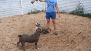 Когда у нас будут щенки стаффа и как их купить