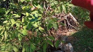 Обзор лучшего места для грецкого ореха на участке