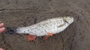 ОГРОМНЫЙ ГОЛАВЛЬ НА ОПАРЫША!!!!