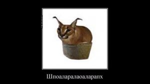 битбокс батл с кактусом